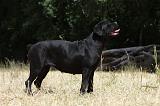 CANE CORSO 1466